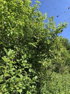 Honeybee Swarm Season in New England! Image